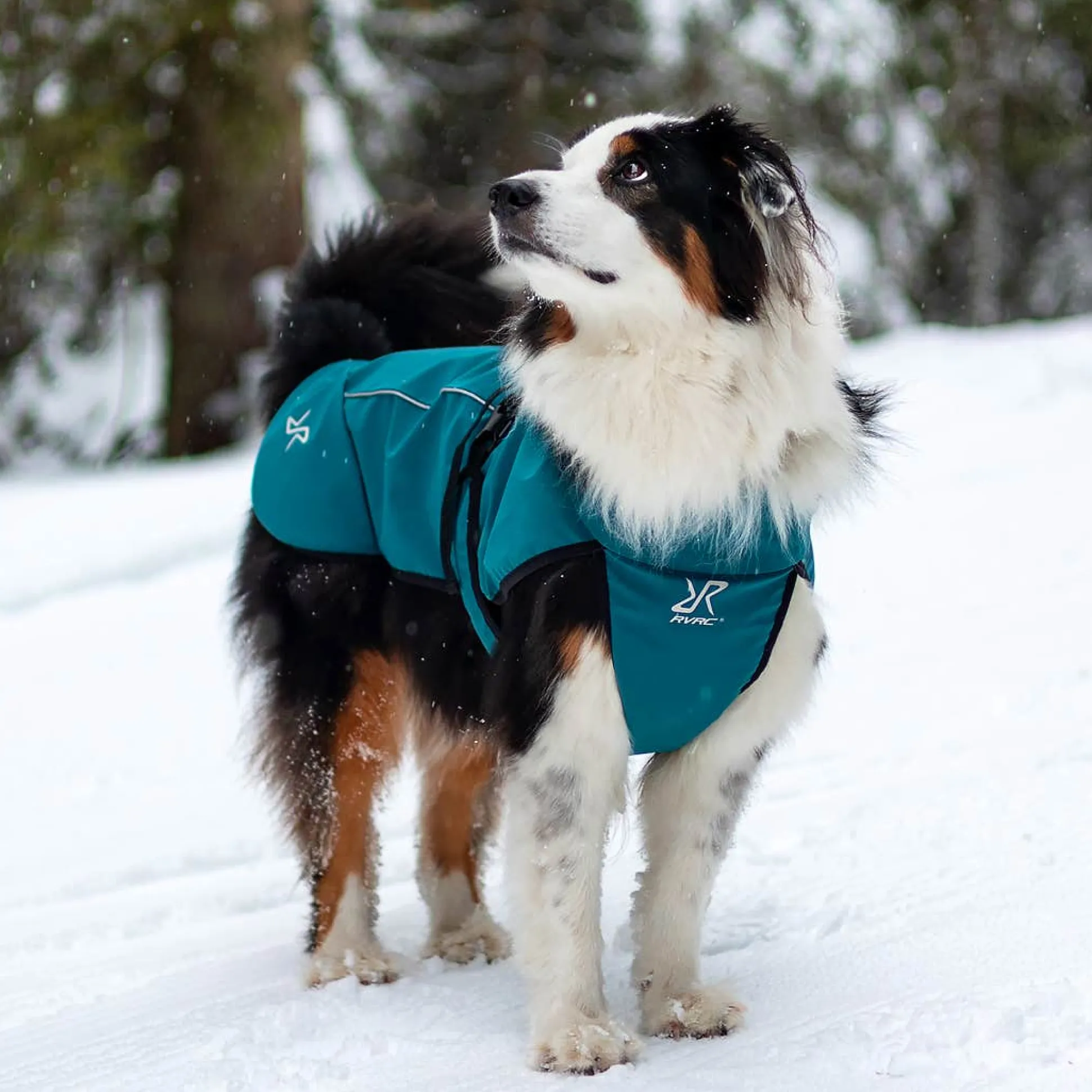 Cyclone Dog Jacket Koira