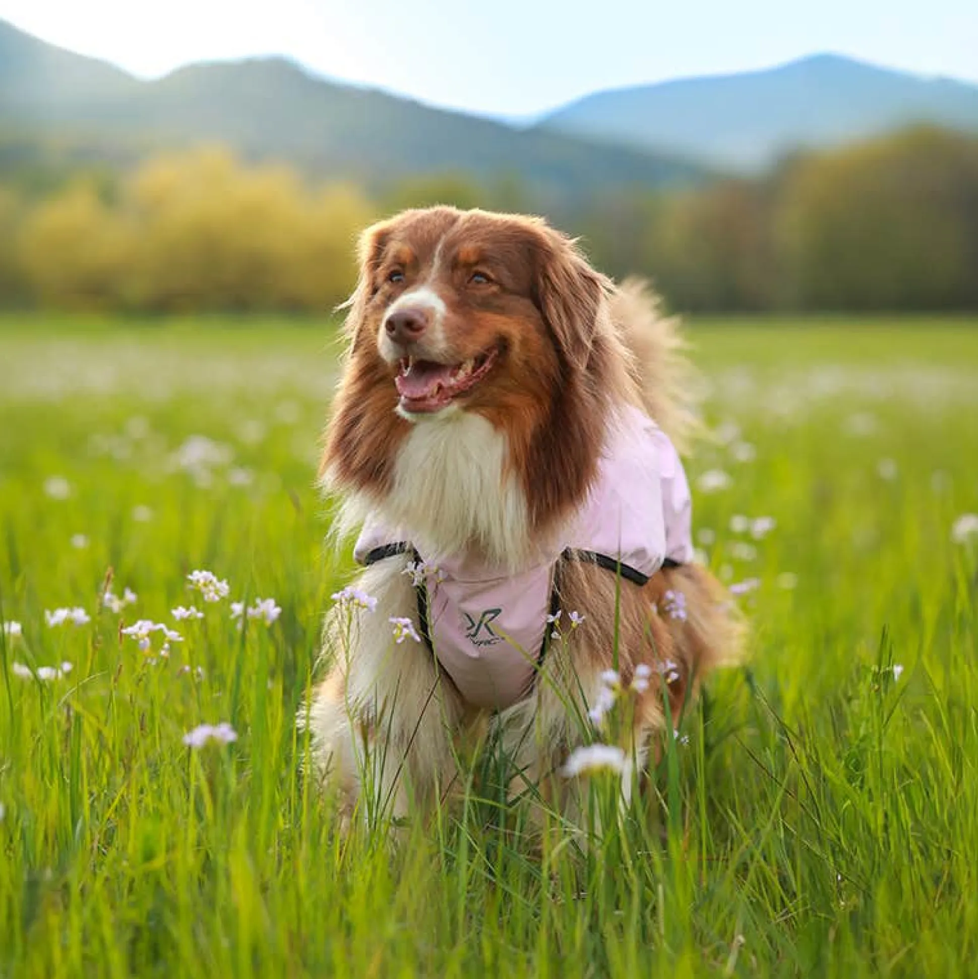 Cyclone Dog Jacket Koira